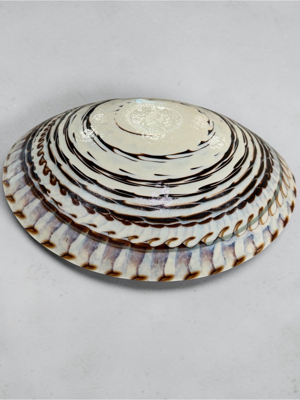 Yalos Murano Fornace Ferro Tuareg Iridescent Nautilus Shell Glass Bowl 20” - Picture 13 of 14